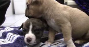 Easter Egg Puppies, Tulip and Magnolia  First 6 weeks in 6 minutes!
