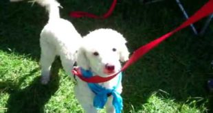 easy to train dogs | small dog breeds | easiest dog breeds