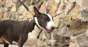 English Bull Terrier Presenting Leather Dog Collar with Massive Studs
