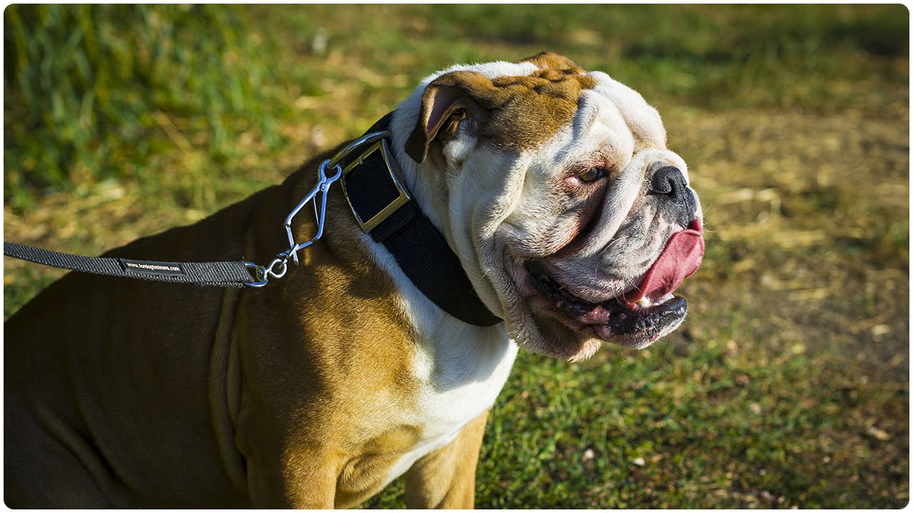 English Bulldog walking in his Classic All Weather Nylon Dog Collar