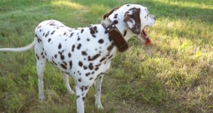 Exclusive Leather Damatian Collar with Old Plates and Cones Looks Awesome on Dalmatian