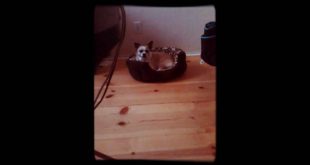 Exploring my house dog and me!?❤