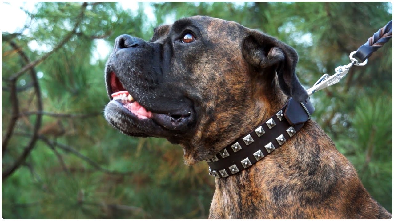 Fabulous Boxer wearing “Lord Protector” Leather Dog Collar with Studs
