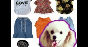 Fall/Winter Dog Clothing Haul: Hey There Delilah May Ep