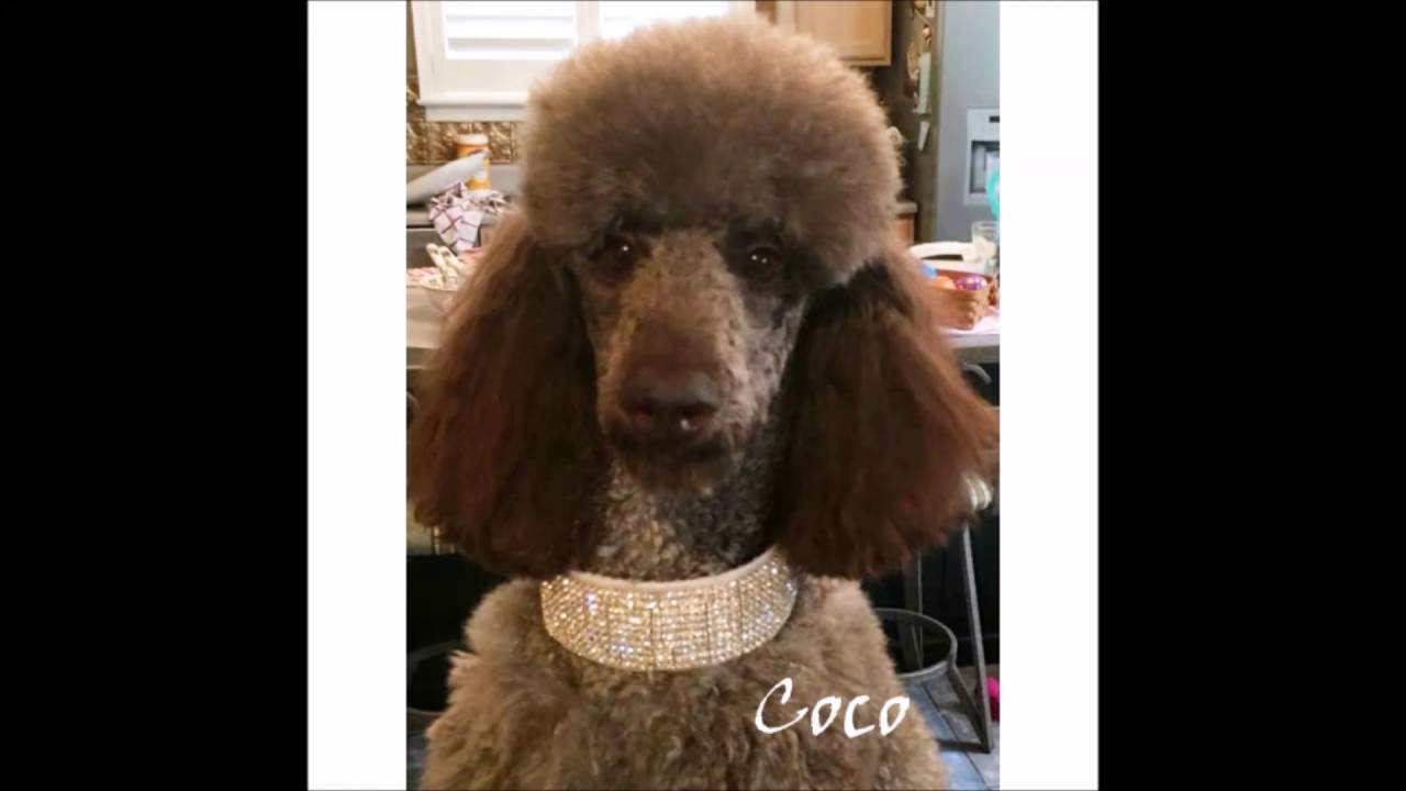 Fancy Dog Collars and Leashes