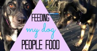 FEEDING MY DOG PEOPLE FOOD | lily jane