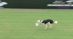 Flying Disc 3rd Place – 2016 Purina® Pro Plan® Incredible Dog Challenge® Western Regionals