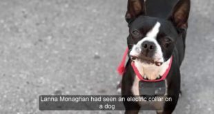 Fort Augustus woman used electric dog collar on toddler