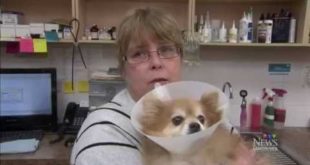 Four small dogs injured after eating meat filled with razors