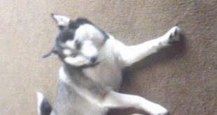 Foxy ATE DOG FOOD!!!!!!!!!!!