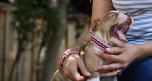 Friendship Paracord Dog Collar + Paracord Bracelet