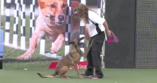 Full Diving Dog Competition – 2016 Purina® Pro Plan® Incredible Dog Challenge® Western Regionals