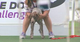 Full Fetch It Competition – 2016 Purina® Pro Plan® Incredible Dog Challenge® Western Regionals