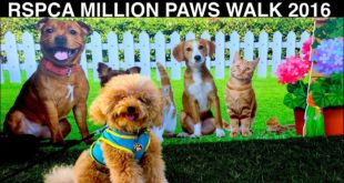Fun Dog Walk RSPCA Million Paws Rescue Pet Dog Shelter Rehome – DIY Dog Food by Cooking For Dogs