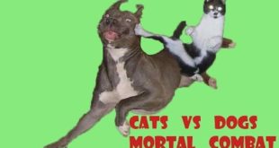 Funny cat video – Cats vs dogs