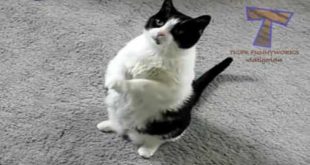 Funny cats and dogs begging for food   Cute animal compilation