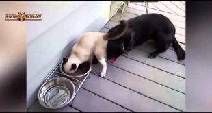 Funny Cats Stealing Dog Food Compilation