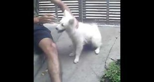 Funny Dog