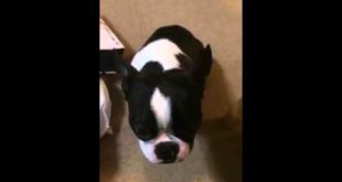 Funny Dog Begging for Food