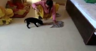 funny dog cleaning the house