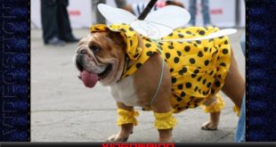 funny dog clothes 002