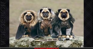 Funny dog clothes 01