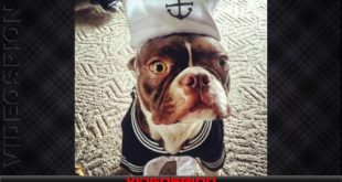 Funny dog clothes 01 Compilation 2016