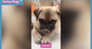 Funny Dog – Funny Dogs Be As Small Babies