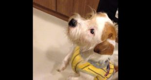 [Funny dog] Poor Rupee, Dollar stole the food
