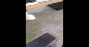FUNNY DOG PROTECTING IT’S FOOD