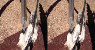 FUNNY DOG VIDEOS TRY NOT TO LAUGH – FUNNY COMPILATION 2016