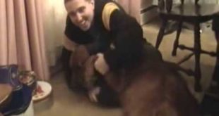 Funny dog wearing clothing