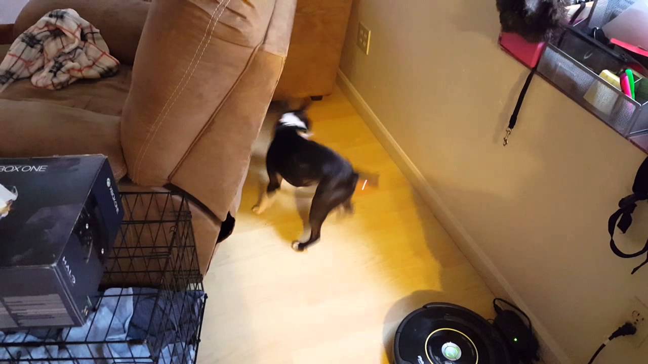 Funny dog with special collar, Boston Terrier