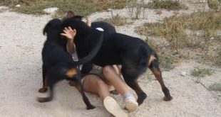 funny dogs high quality – funny small rottweiler