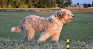 Funny Dogs-Top 5 Weirdest Dogs 2016 In The Word