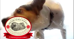 Funny Hungry Dog Food Commercial 2016 From Heights Farm Pet Foods