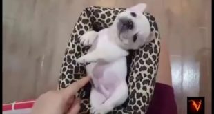 Funny small cute Dogs -Best Funny Animal Videos on YouTube