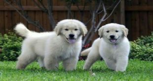 Funny Video Golden Retriever Puppies | Cute Funniest Dog Videos