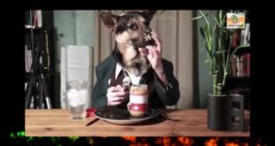 Funny Videos Dogs funny 2015 These fun dog food