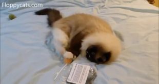 Fuzz Fetch Alpaca Ball Toy for Cats Product Review –=ネコ- ねこ – Floppycats