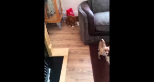 Gangsta dog #smalldogs #cats #16yearoldcat #4montholddog #dog vs cat
