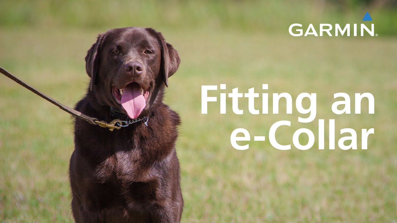 Garmin: Fitting an e-Collar and Finding Your Dog’s Level