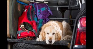 Genie Best Travel Pet Food Water Bowl Reviews