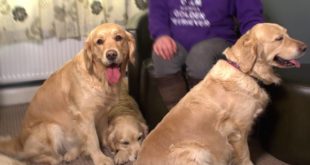Gentle Dog Food Testimonial 03