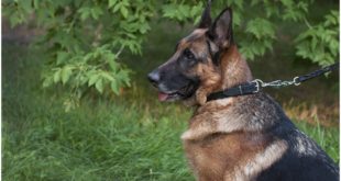 German Shepherd Dog wearing “Noble Pet” Leather Dog Collar for Walking and Training