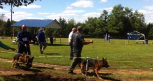 German shepherd dogs at small show 2015