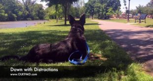 German Shepherd learns obedience at Off Leash K9 Training Maryland