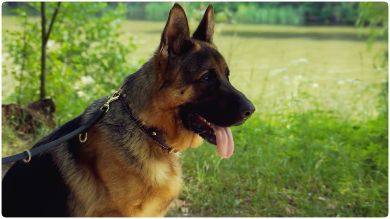 German Shepherd looks grand in “Vintage Chic” Nappa Padded Leather Dog Collar