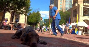 German Shorthaired Pointer, Colt!  Electronic Collar Training Pointer!