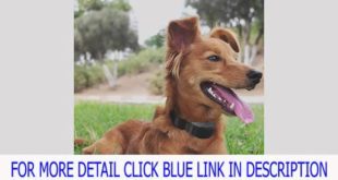 Get [2nd Generation] Vastar® VD254 Advanced No Bark Dog Collar Training Electric Anti Bark Sho Deal